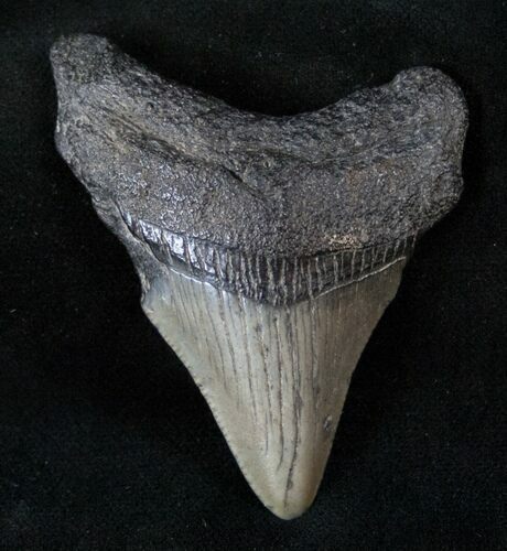 Bargain Fossil Megalodon Tooth #13512